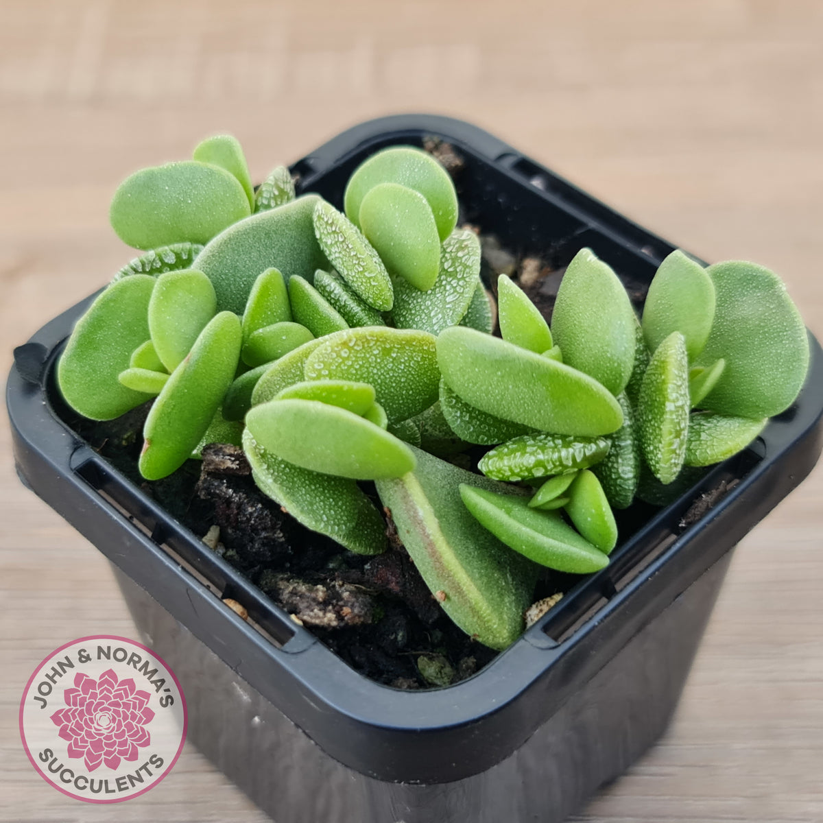 Adromischus caryophyllaceus