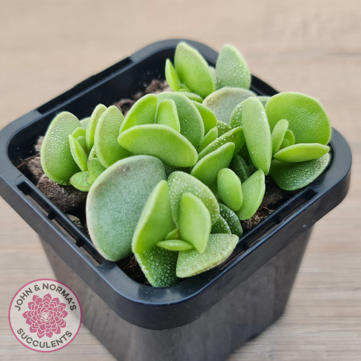 Adromischus caryophyllaceus