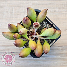 Load image into Gallery viewer, Adromischus cristatus 'Indian Clubs' - John & Norma's Succulents Australia