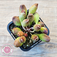 Load image into Gallery viewer, Adromischus cristatus 'Indian Clubs' - John & Norma's Succulents Australia