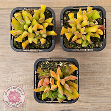 Load image into Gallery viewer, Adromischus cristatus