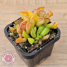 Load image into Gallery viewer, Adromischus cristatus