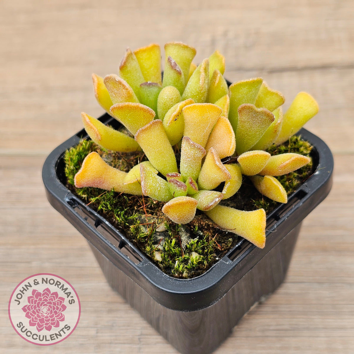 Adromischus cristatus