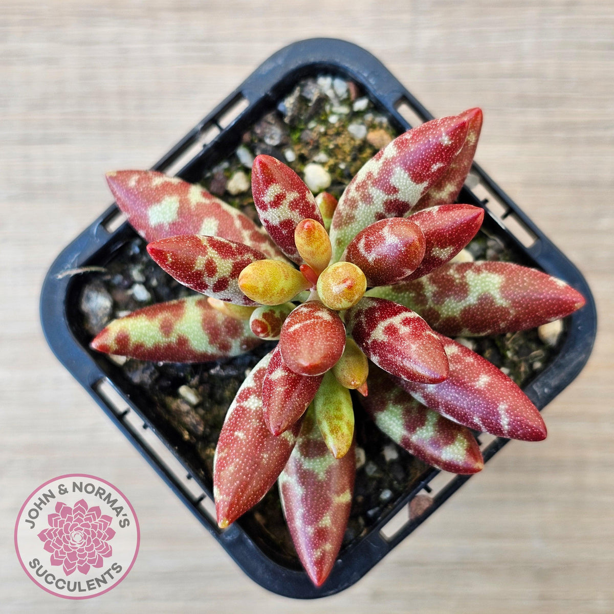 Adromischus filicaulis - Red Spotted Form
