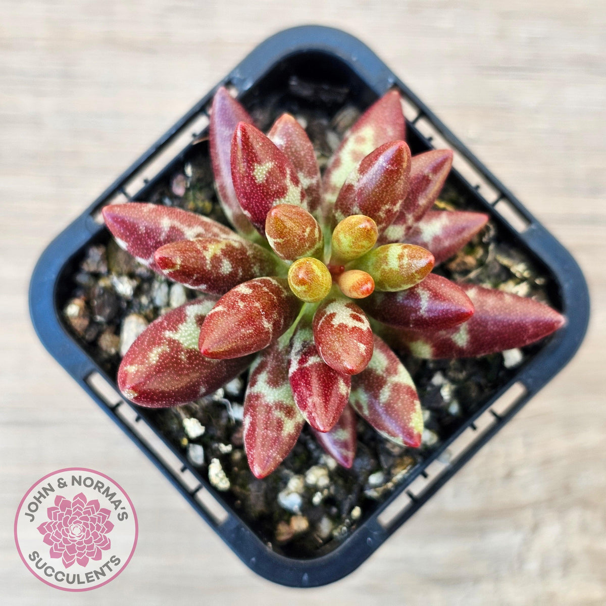 Adromischus filicaulis - Red Spotted Form