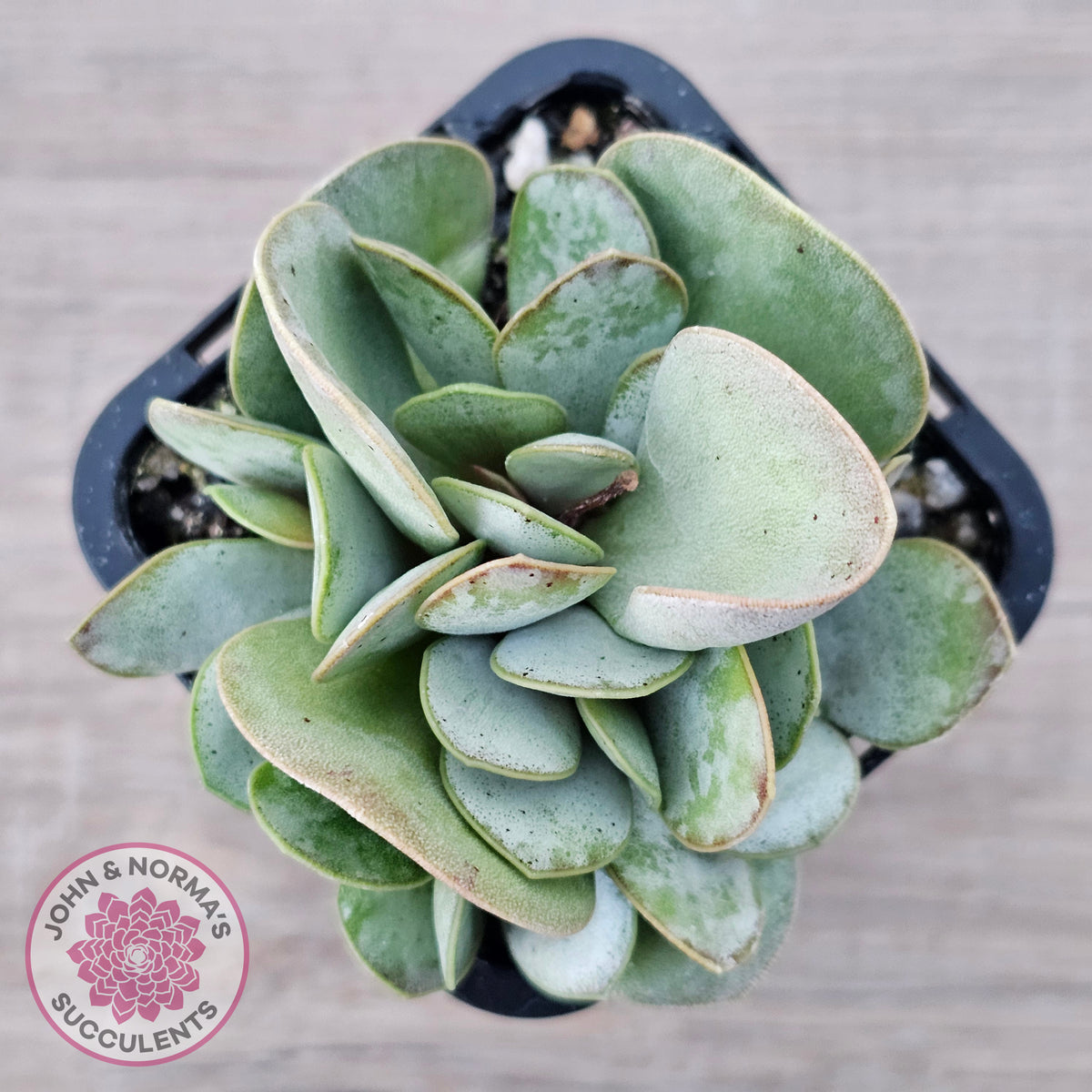 Adromischus leucophyllus