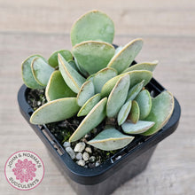 Load image into Gallery viewer, Adromischus leucophyllus