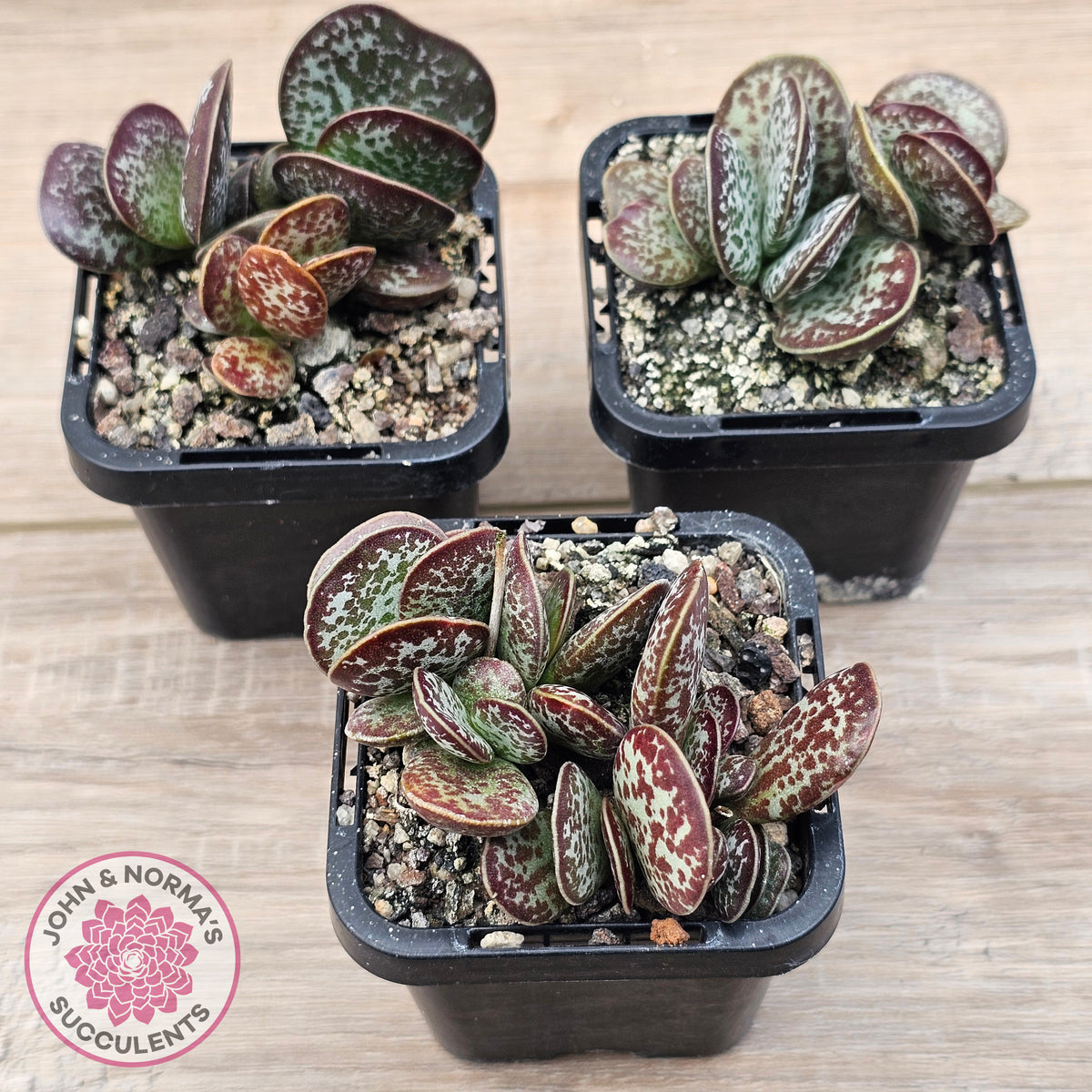 Adromischus maculatus