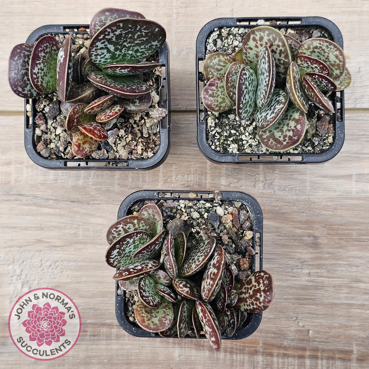 Adromischus maculatus