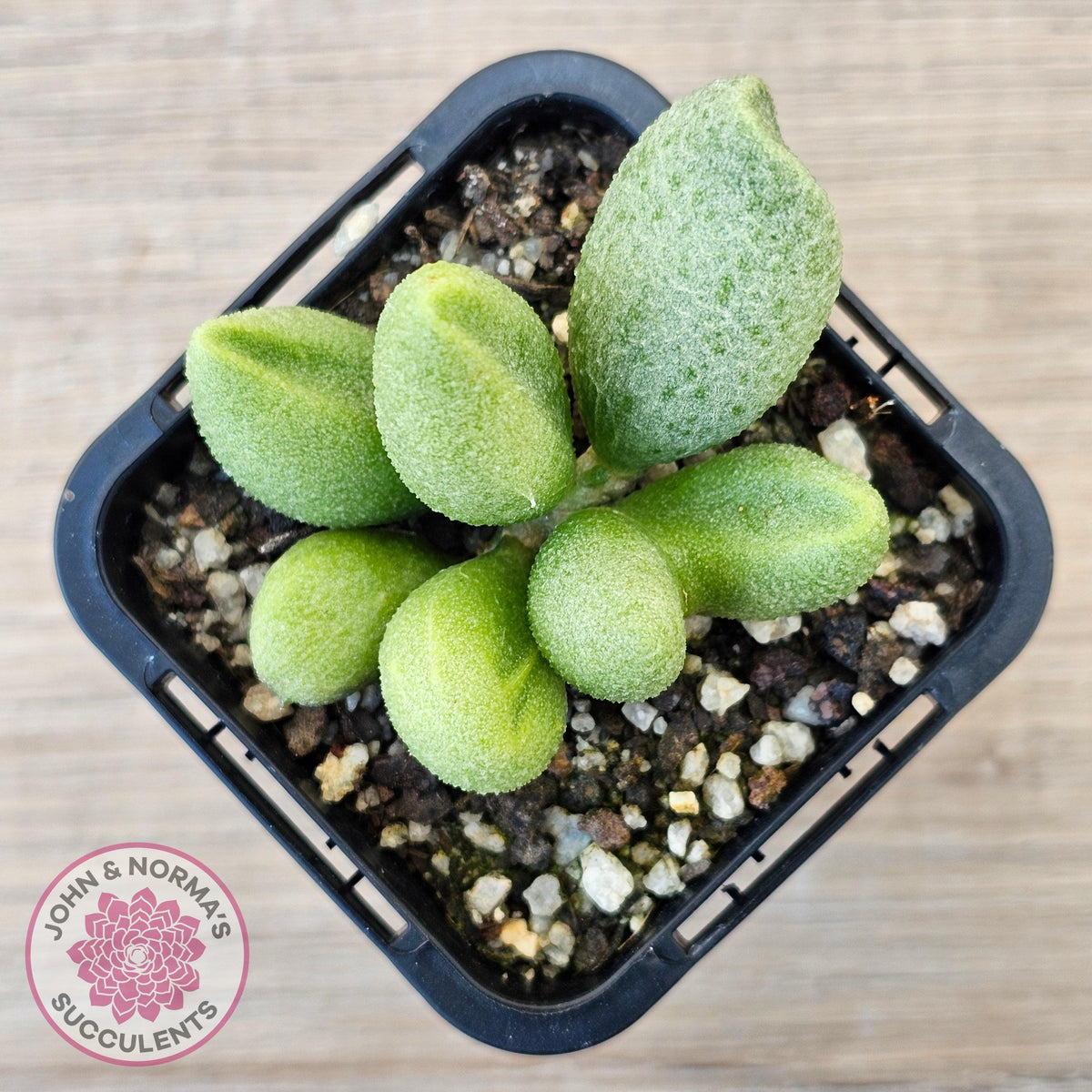Adromischus marianae f. alveolatus