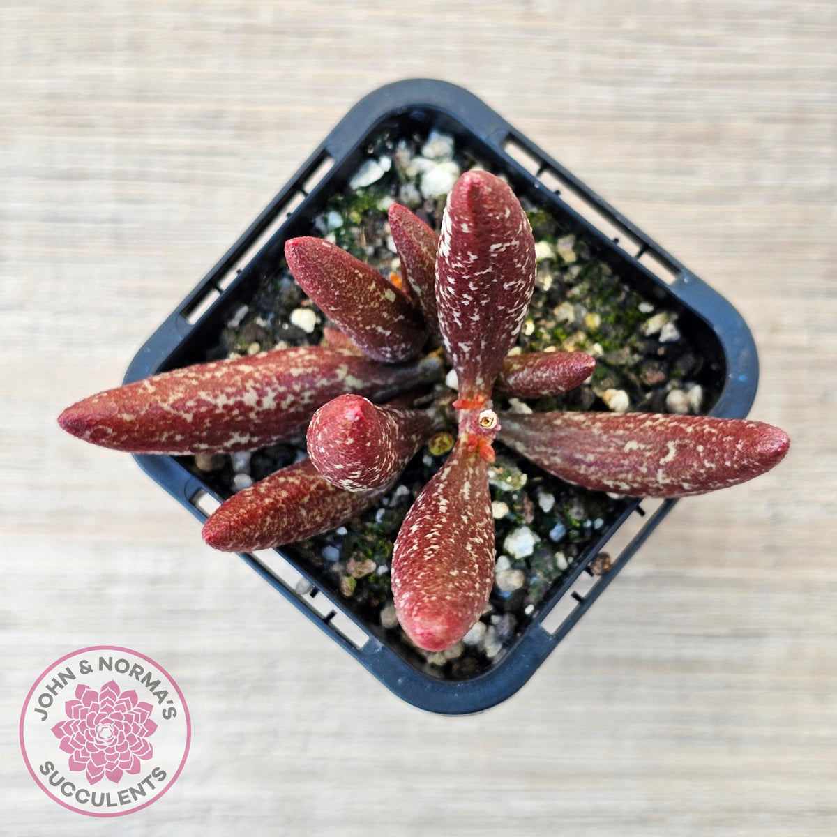 Adromischus marianae var antidorcatum