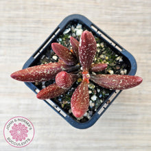 Load image into Gallery viewer, Adromischus marianae var antidorcatum - John & Norma's Succulents Australia