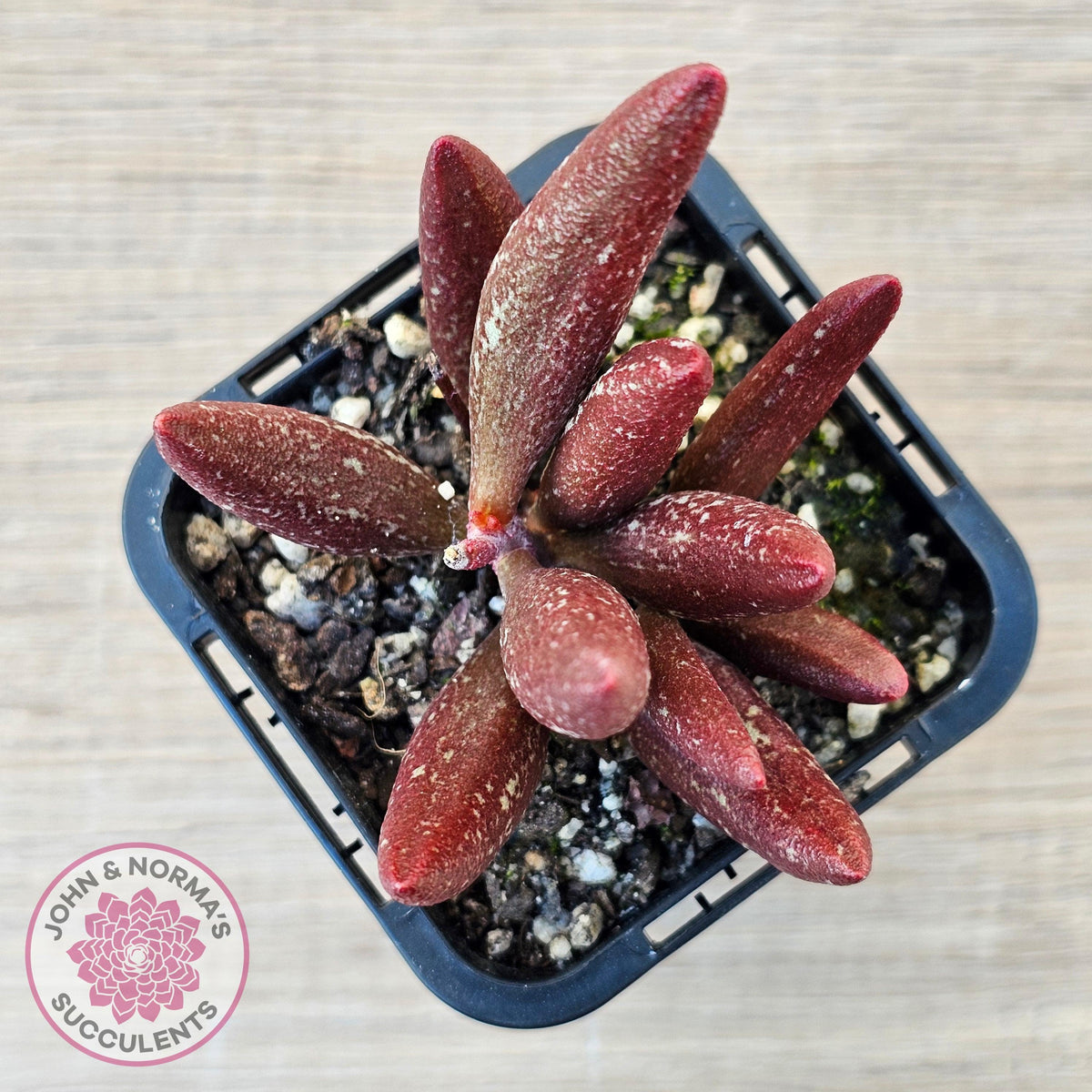 Adromischus marianae var antidorcatum