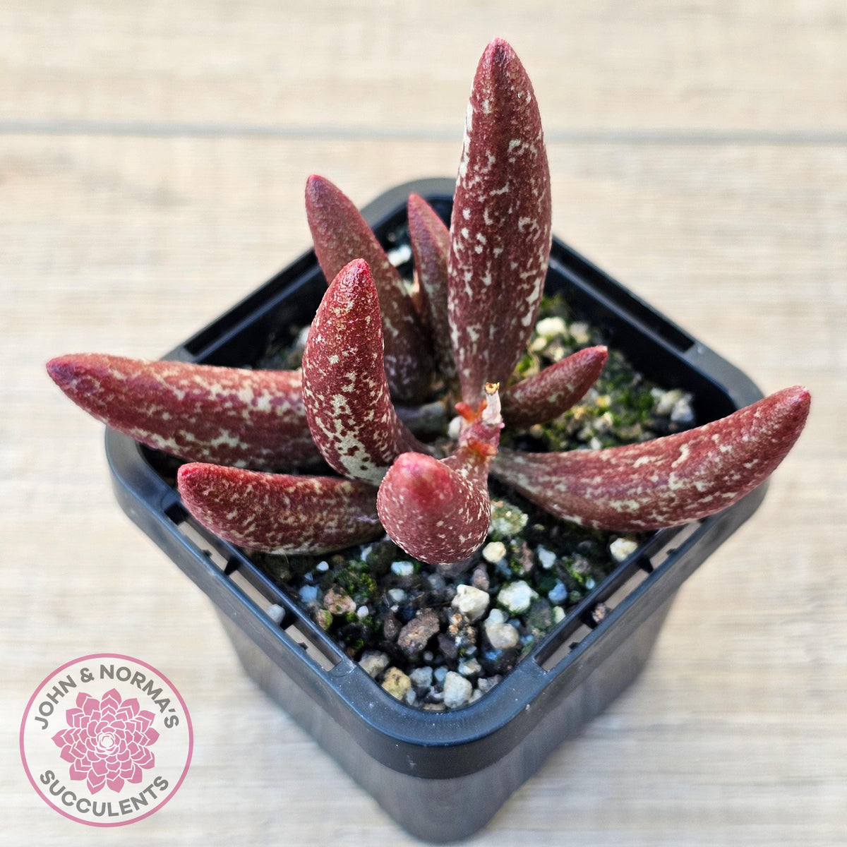 Adromischus marianae var antidorcatum
