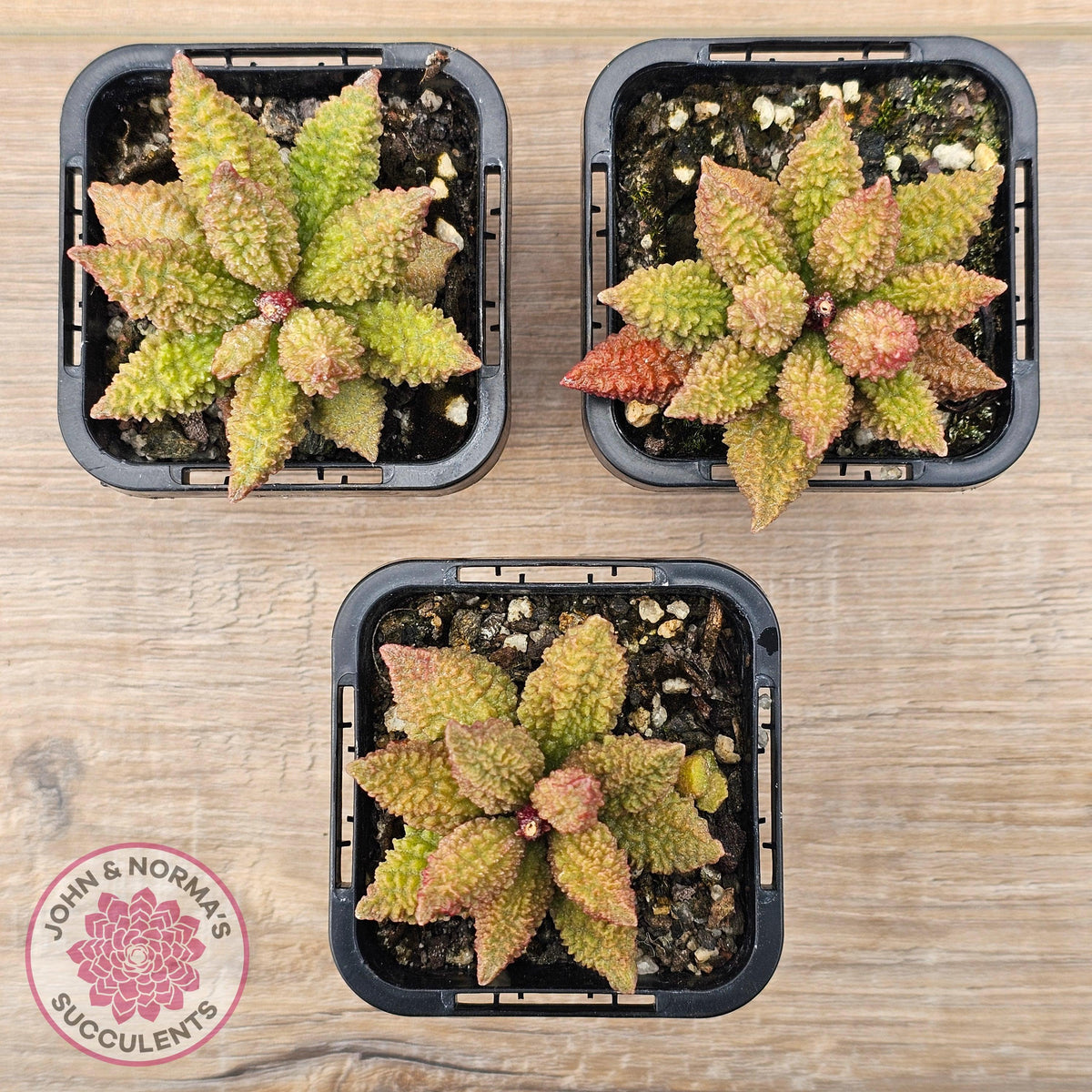Adromischus marianae f. herrei 'Narrow Form'