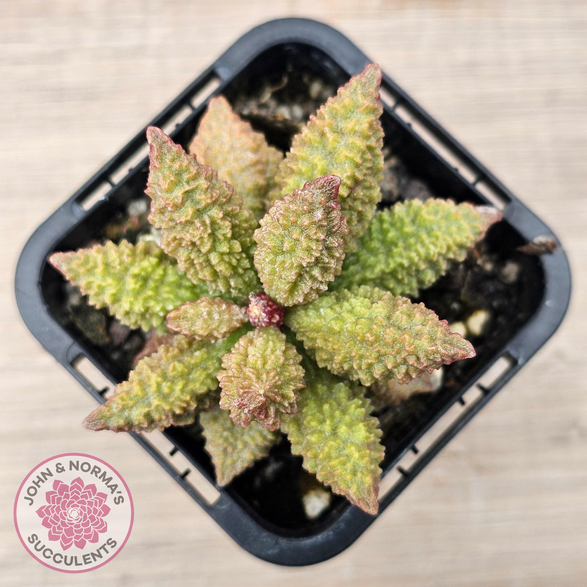Adromischus marianae f. herrei 'Narrow Form'