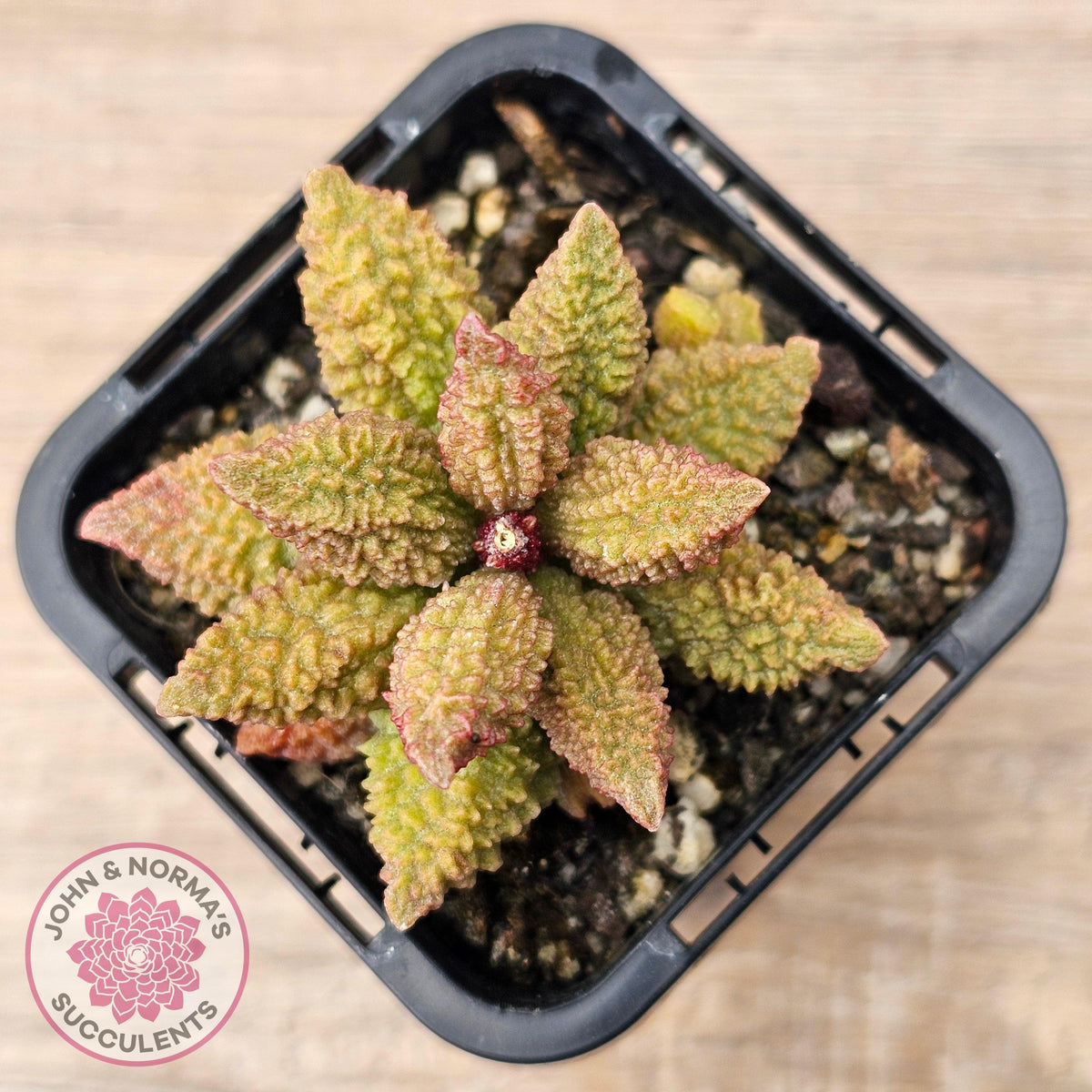 Adromischus marianae f. herrei 'Narrow Form'