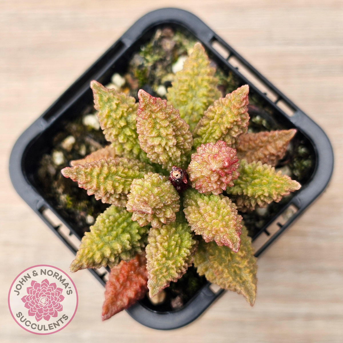 Adromischus marianae f. herrei 'Narrow Form'