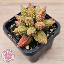 Load image into Gallery viewer, Adromischus marianae f. herrei 'Narrow Form' - John & Norma's Succulents Australia