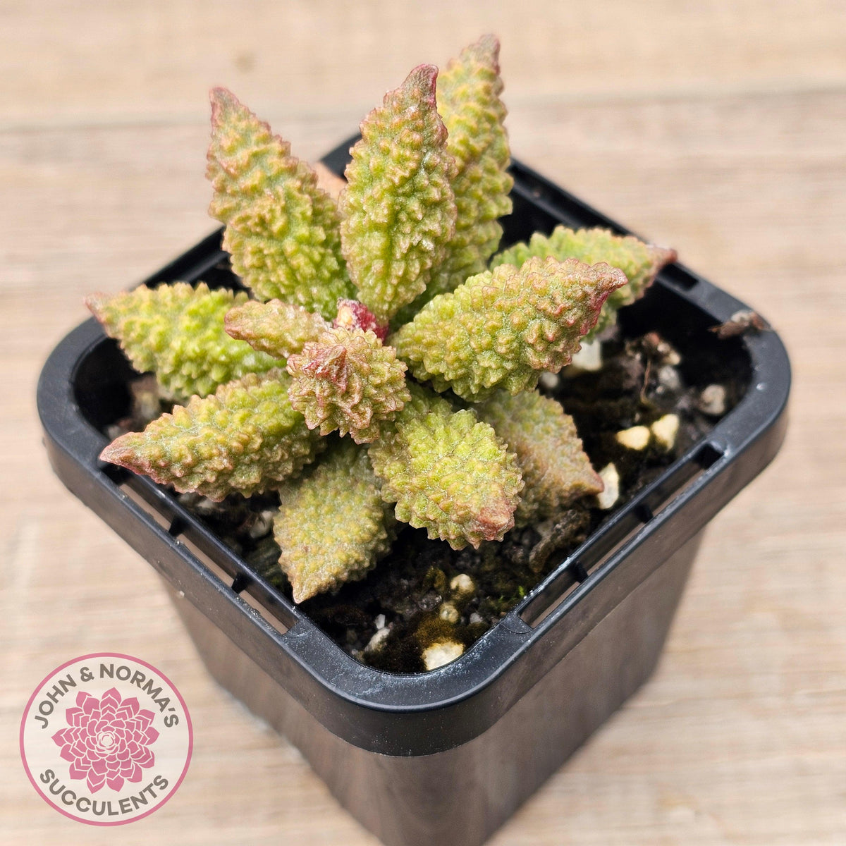 Adromischus marianae f. herrei 'Narrow Form'