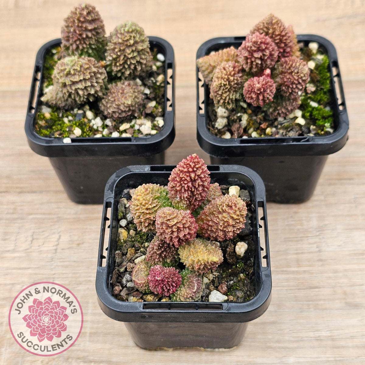 Adromischus marianae f. herrei