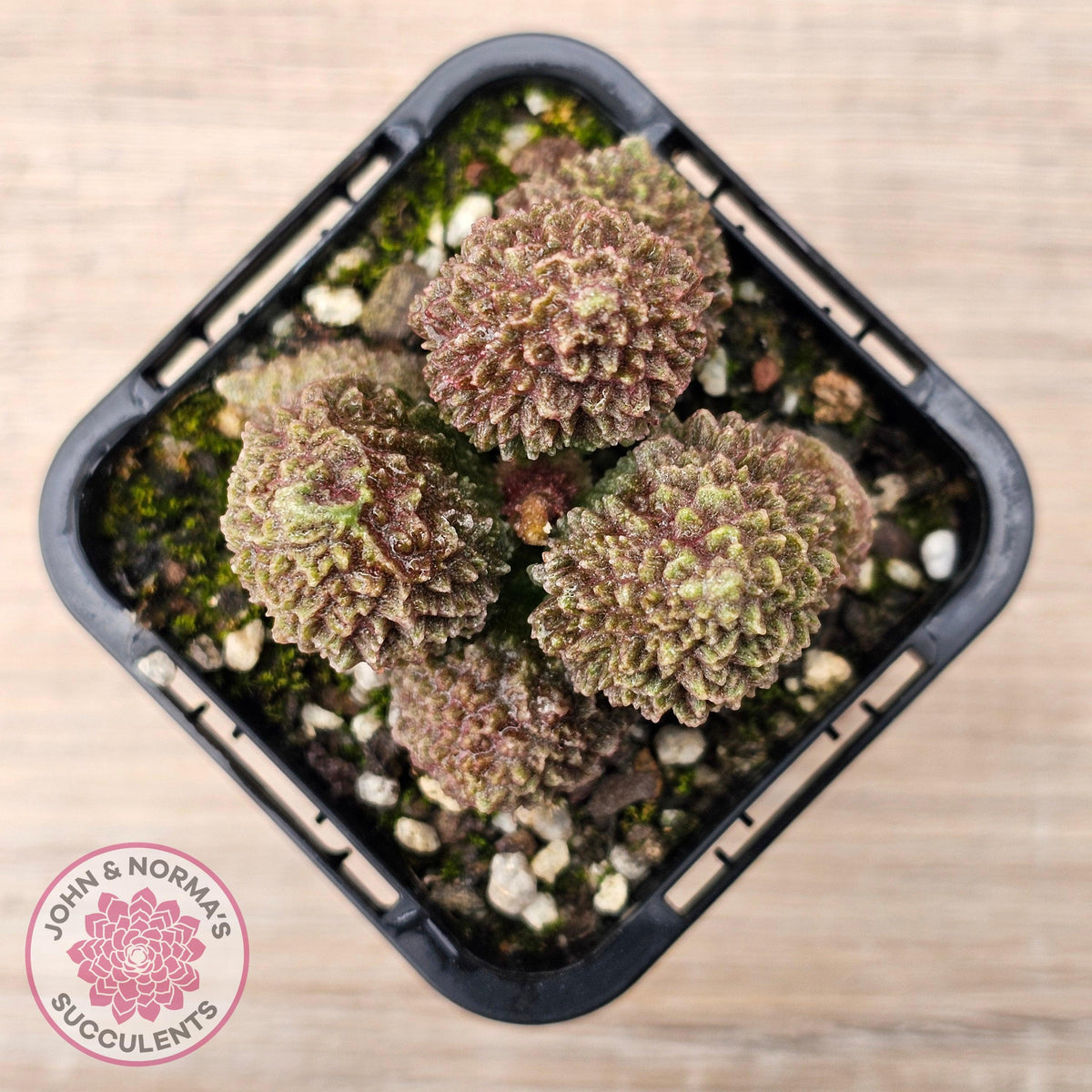 Adromischus marianae f. herrei