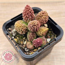 Load image into Gallery viewer, Adromischus marianae f. herrei - John & Norma's Succulents Australia