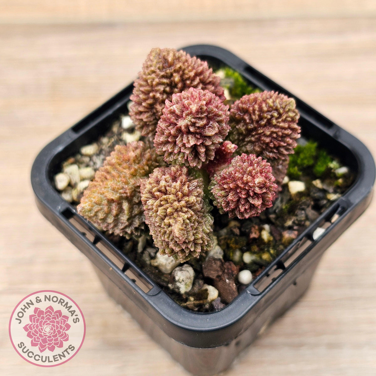 Adromischus marianae f. herrei