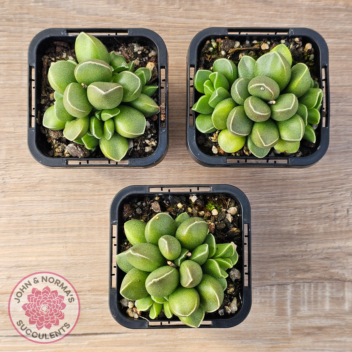 Adromischus marianae var. tanqua