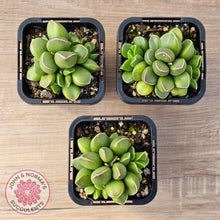 Load image into Gallery viewer, Adromischus marianae var. tanqua