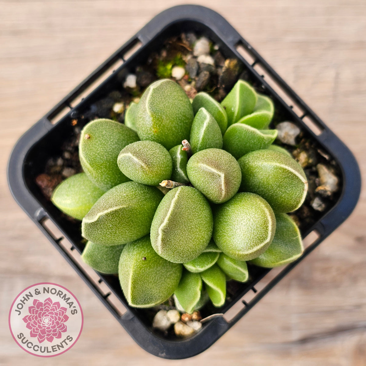 Adromischus marianae var. tanqua