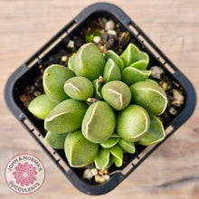 Load image into Gallery viewer, Adromischus marianae var. tanqua