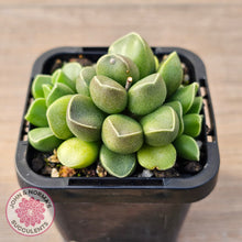 Load image into Gallery viewer, Adromischus marianae var. tanqua