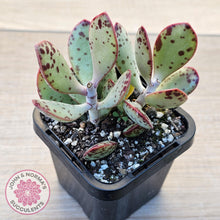 Load image into Gallery viewer, Adromischus schuldtianus 'Strawberry Cake' - John & Norma's Succulents Australia