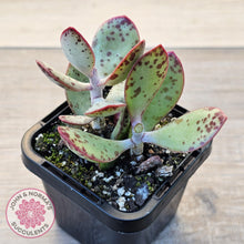 Load image into Gallery viewer, Adromischus schuldtianus 'Strawberry Cake' - John & Norma's Succulents Australia