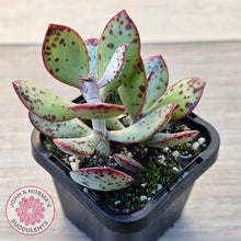 Load image into Gallery viewer, Adromischus schuldtianus 'Strawberry Cake' - John & Norma's Succulents Australia