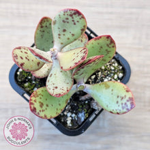 Load image into Gallery viewer, Adromischus schuldtianus 'Strawberry Cake' - John & Norma's Succulents Australia