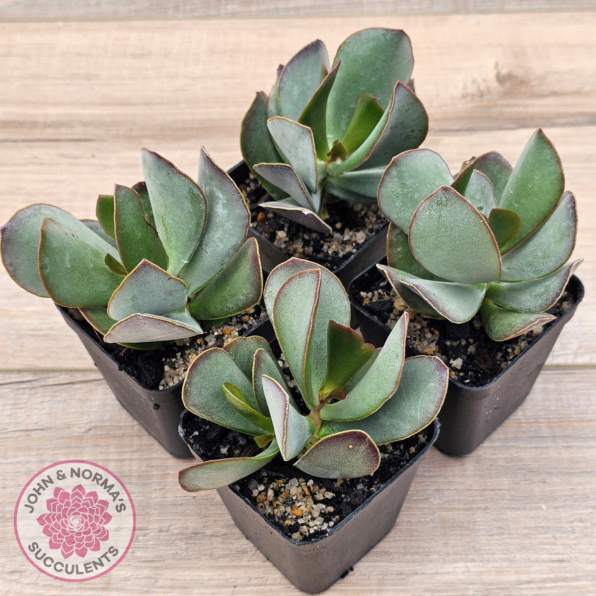 Adromischus sphenophyllus