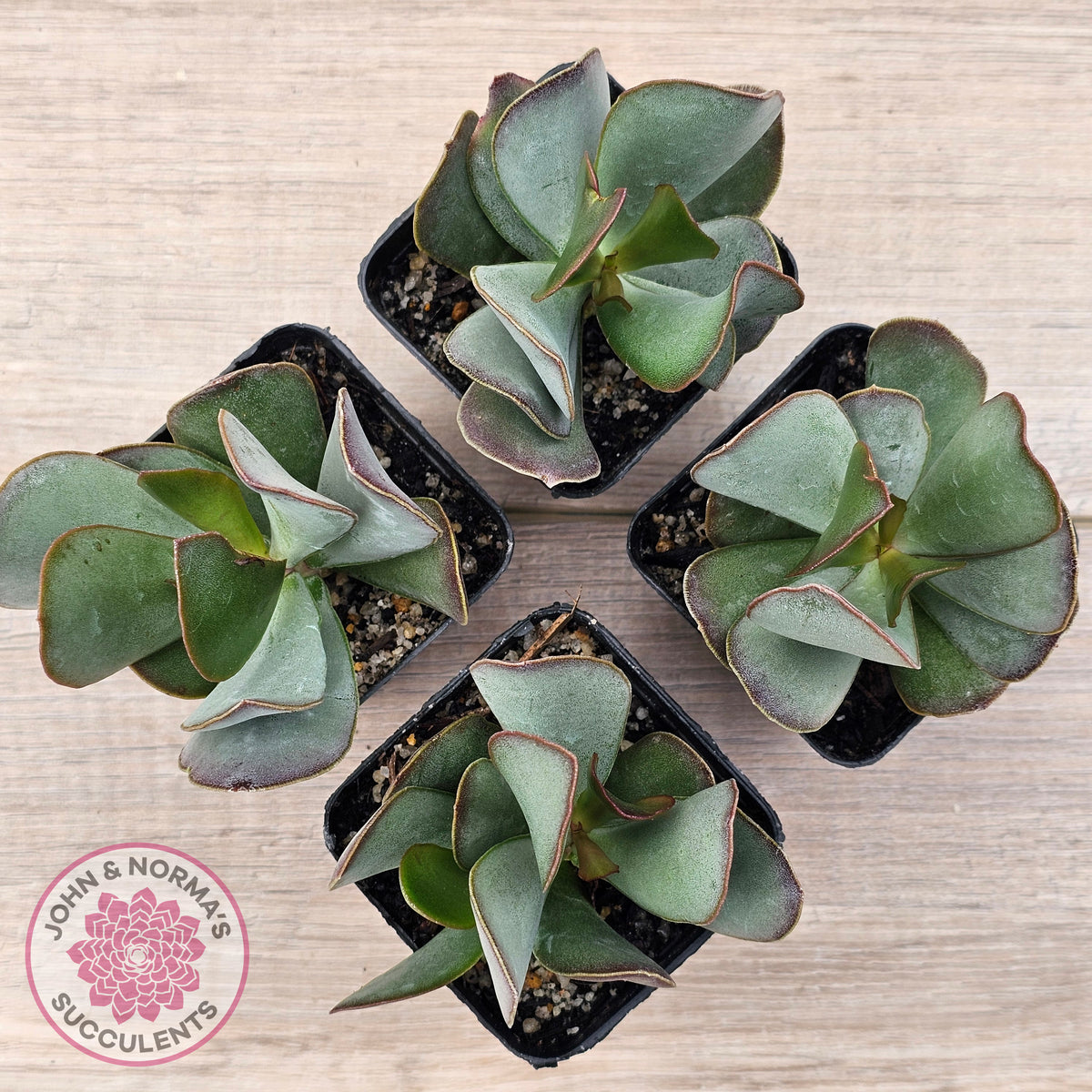 Adromischus sphenophyllus