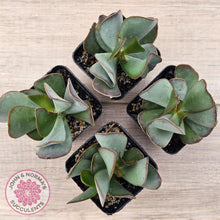 Load image into Gallery viewer, Adromischus sphenophyllus