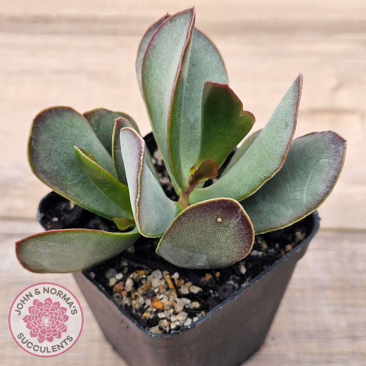 Adromischus sphenophyllus