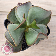 Load image into Gallery viewer, Adromischus sphenophyllus