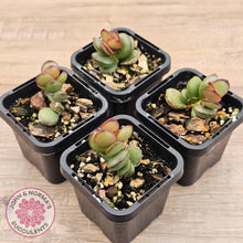 Load image into Gallery viewer, Adromischus subdistichus - John & Norma's Succulents Australia