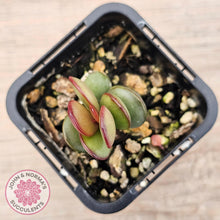 Load image into Gallery viewer, Adromischus subdistichus - John & Norma's Succulents Australia