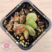 Load image into Gallery viewer, Adromischus subdistichus - John & Norma's Succulents Australia