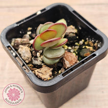 Load image into Gallery viewer, Adromischus subdistichus - John & Norma's Succulents Australia