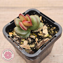 Load image into Gallery viewer, Adromischus subdistichus - John & Norma's Succulents Australia