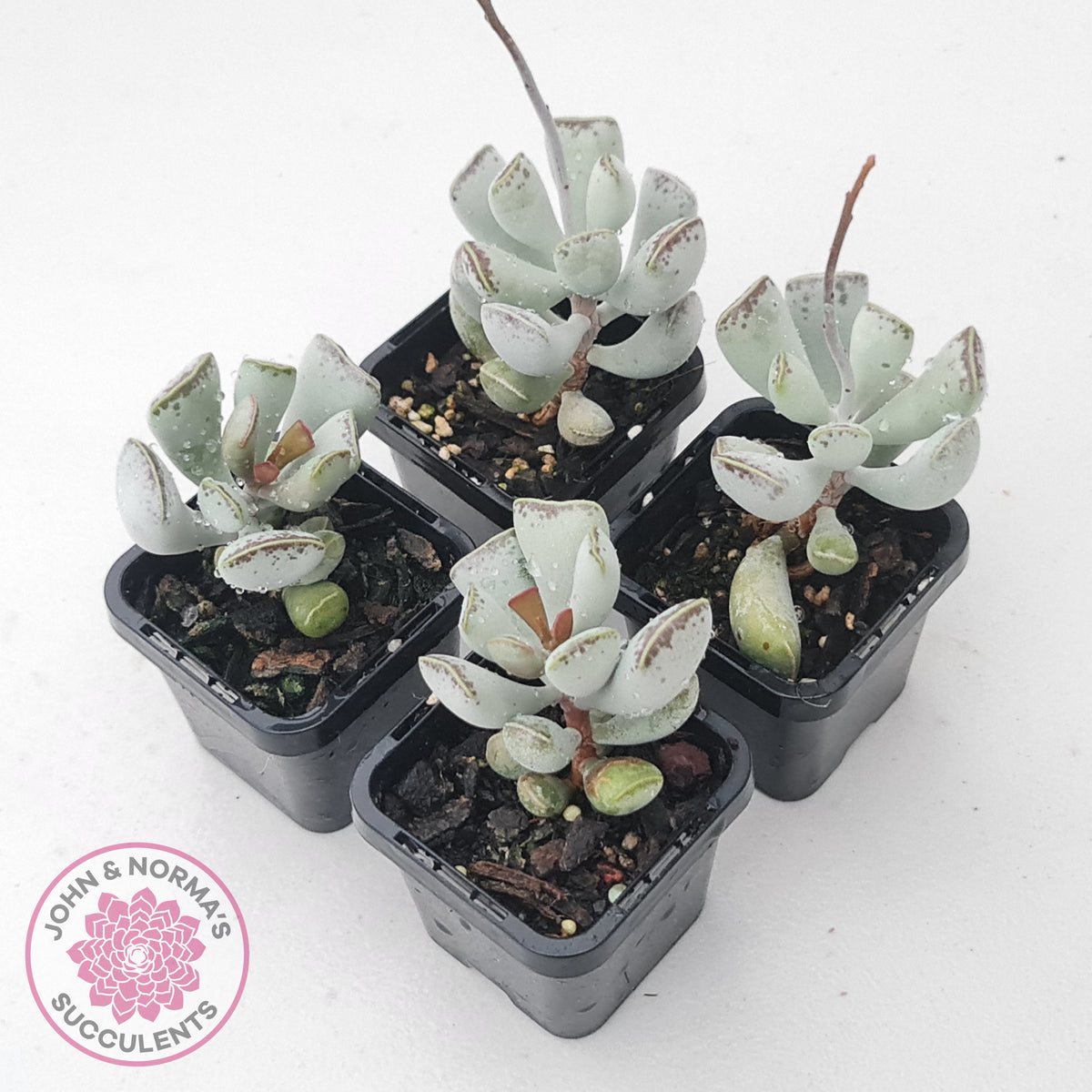 Adromischus triflorus (grey form)