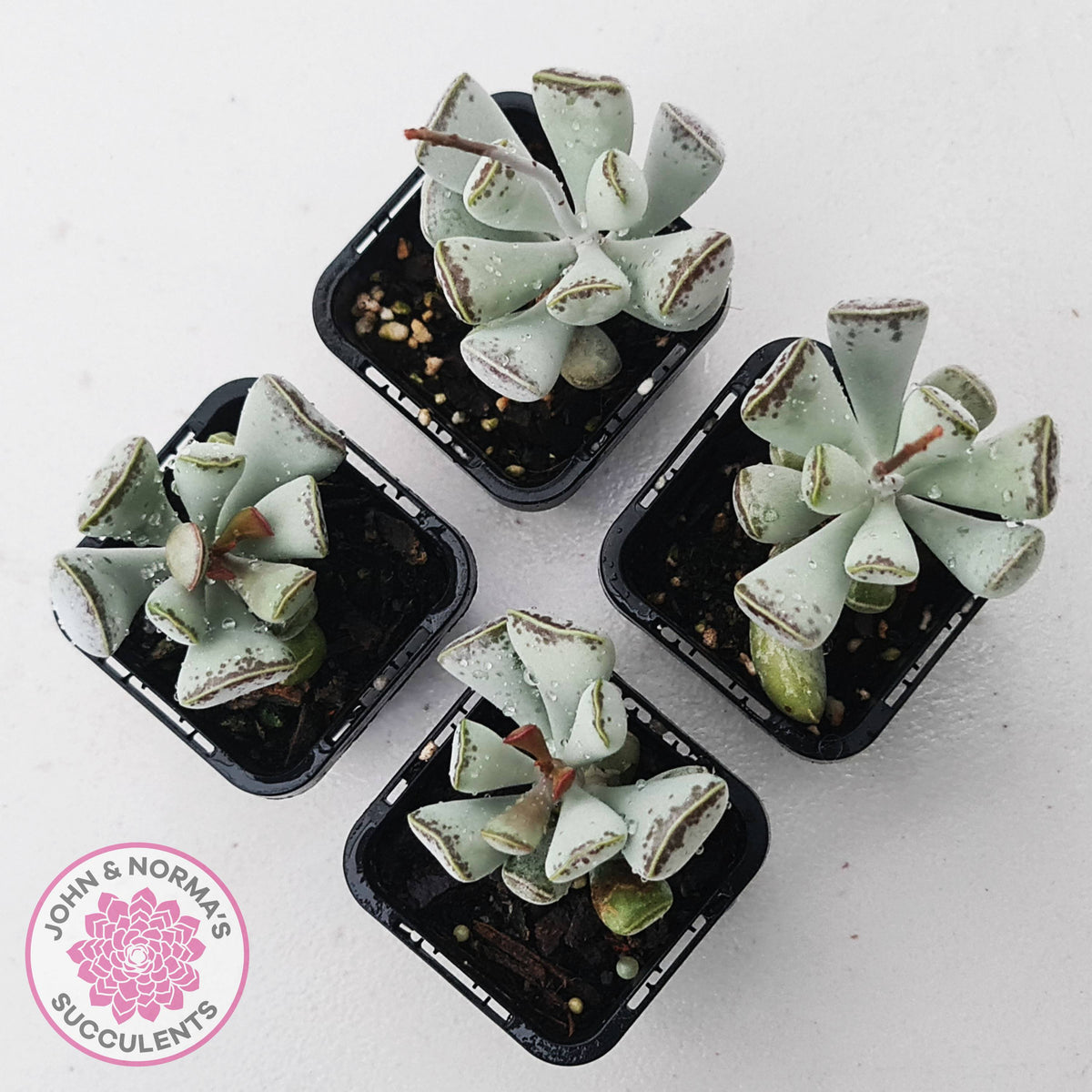 Adromischus triflorus (grey form)