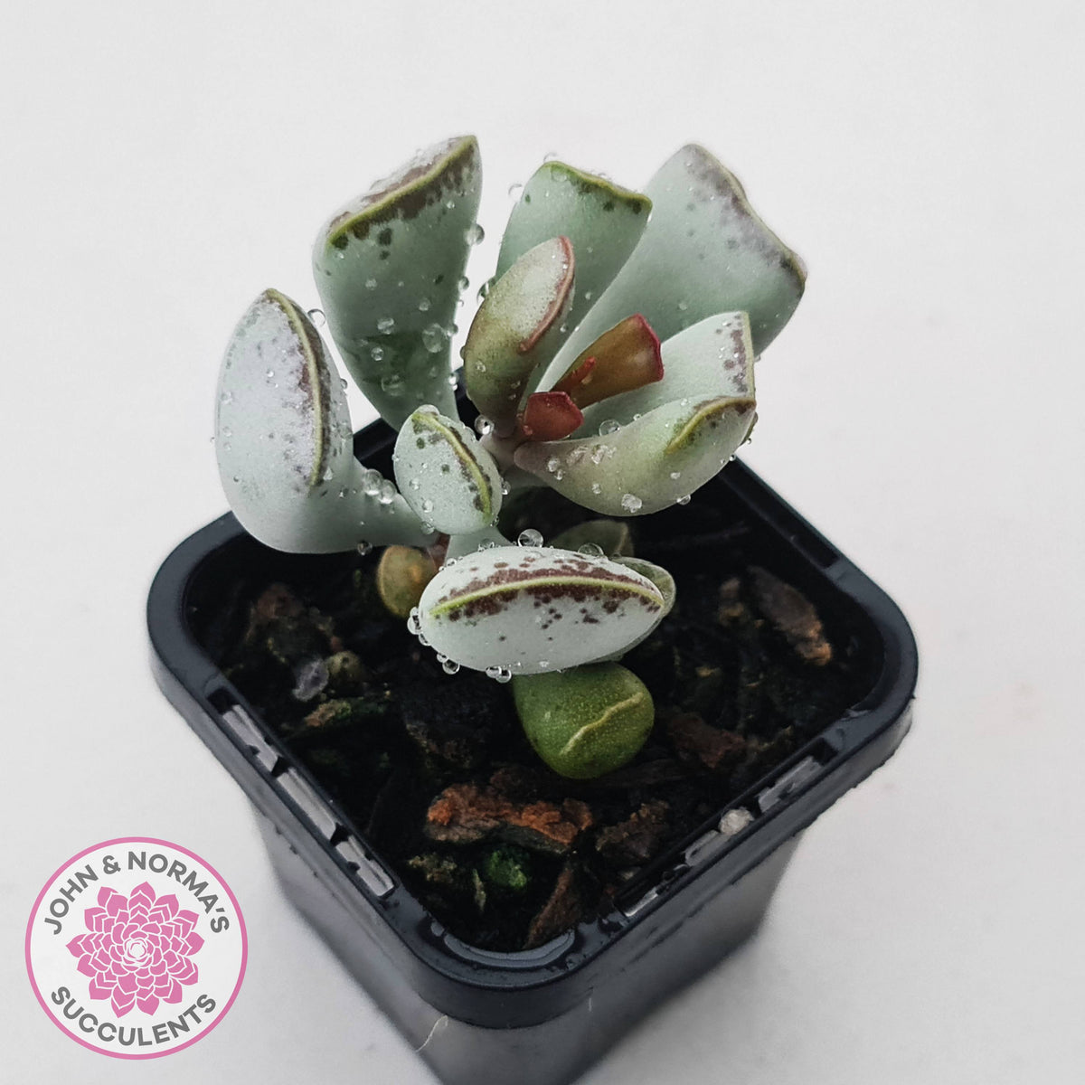 Adromischus triflorus (grey form)